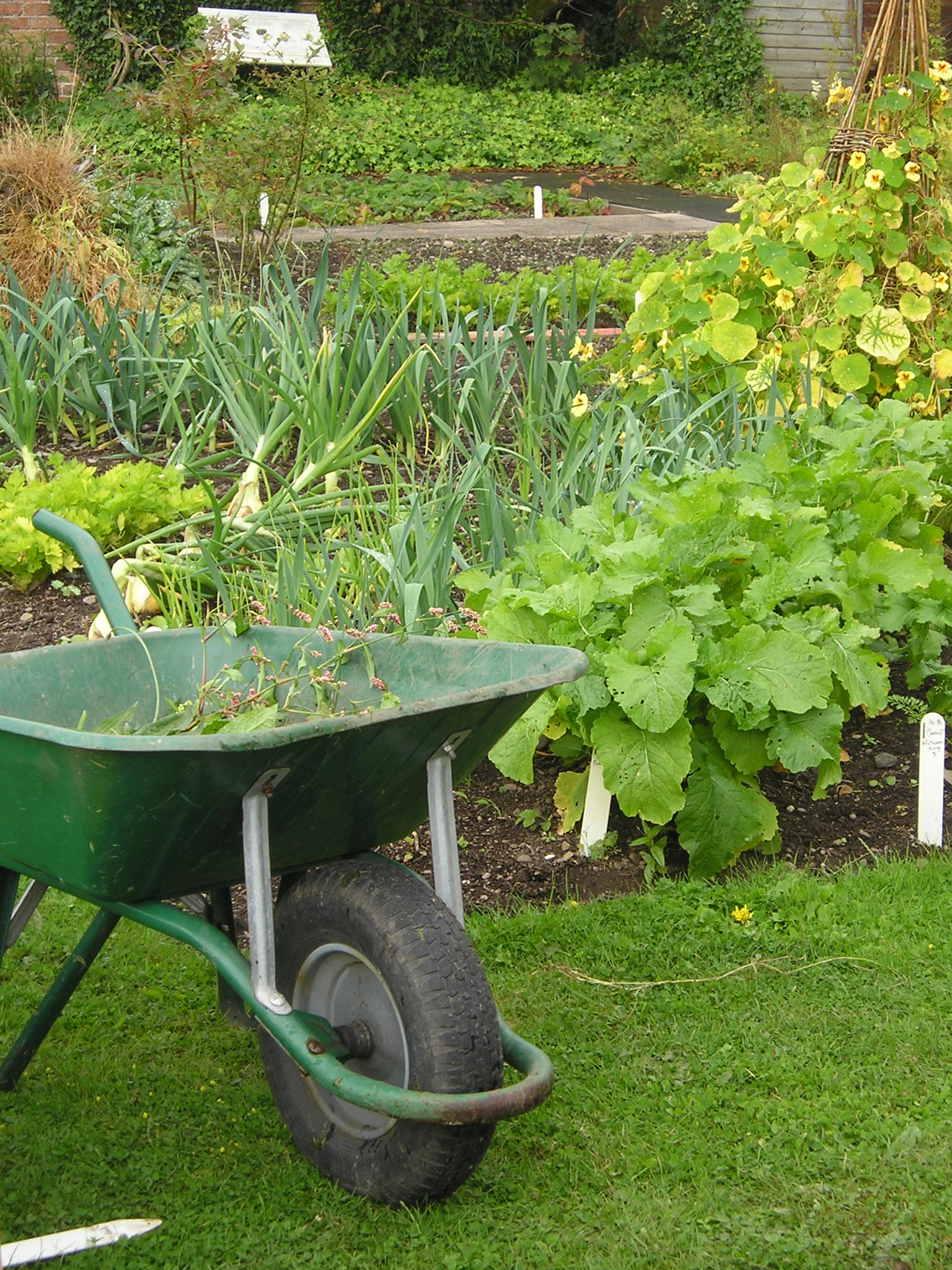 weeding the kitchen garden in the Scottish Borders