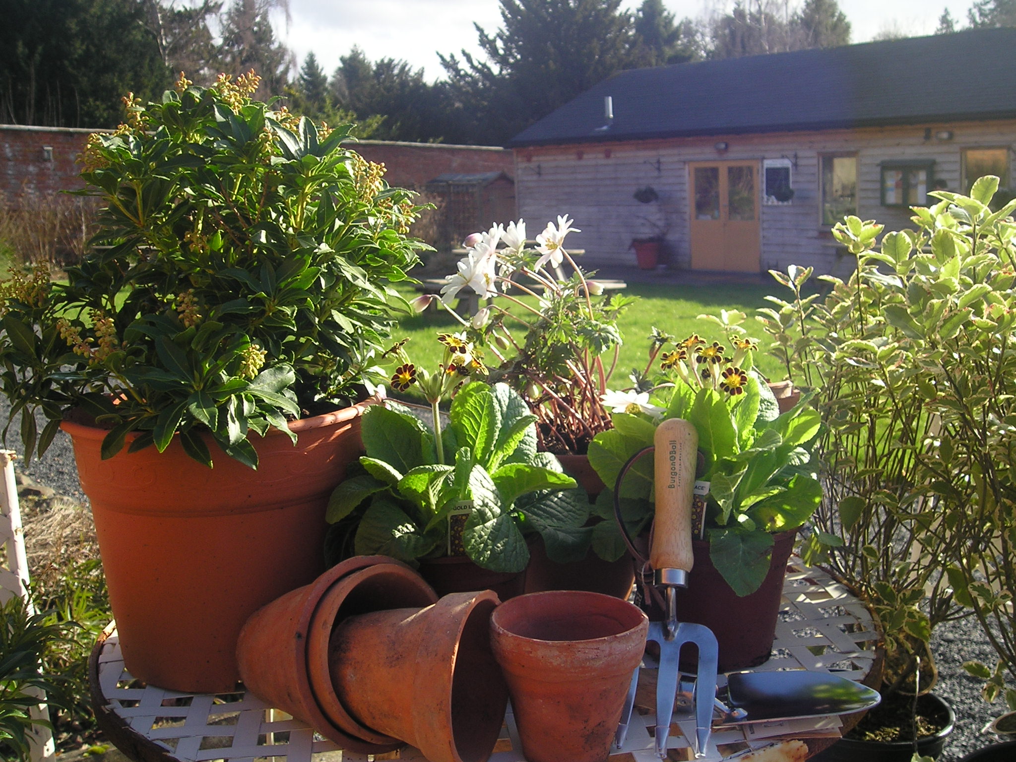 pot plants at Woodside Garden, Jedburgh