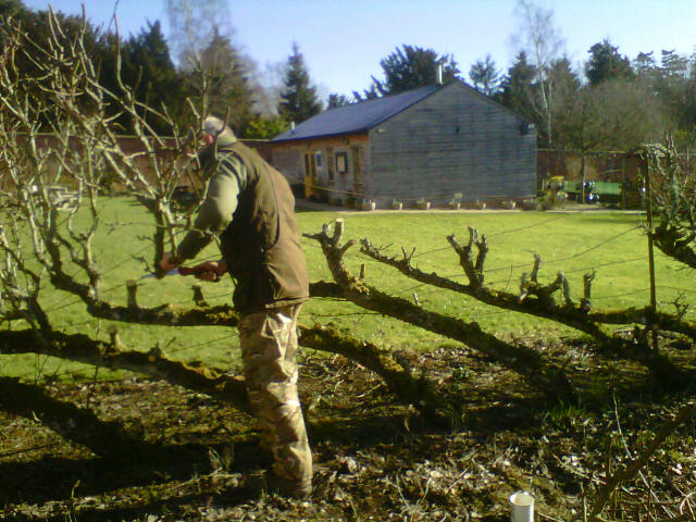 Stephen pruning the pear trees
