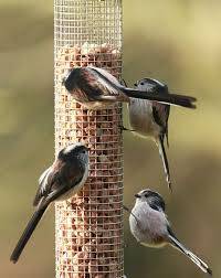 feeding the birds