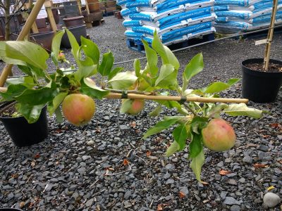 apple trees for sale