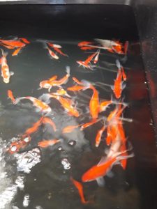 Pond supplies - ornamental fish