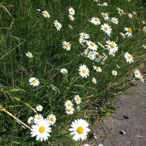 wild flower - ox-eye daisies