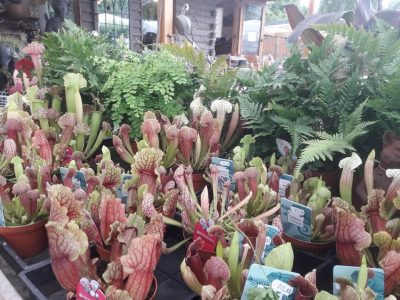 Pitcher plants for sale at Woodside
