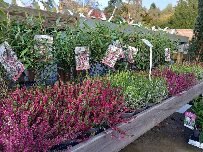 Plants for Autumn Colour | Woodside Garden | Scottish Borders