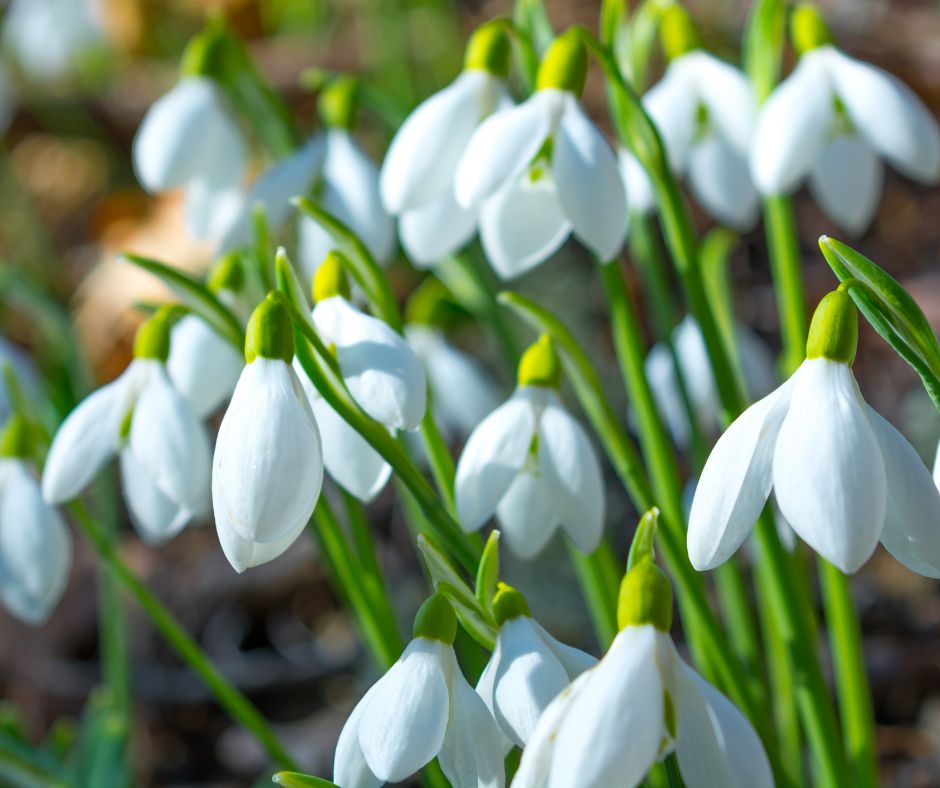 Snowdrops