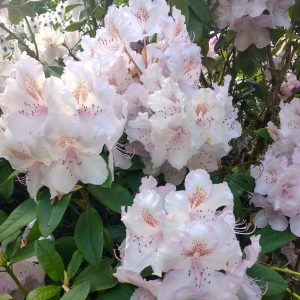 rhododendron plants