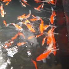 pond fish in the aquatic department