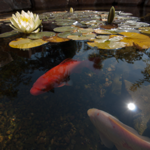 A garden pond cntaining goldfish and waterlilies