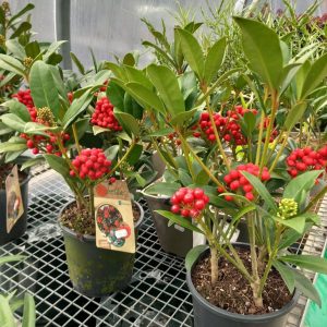 skimmia for sale at Woodside Plant Centre