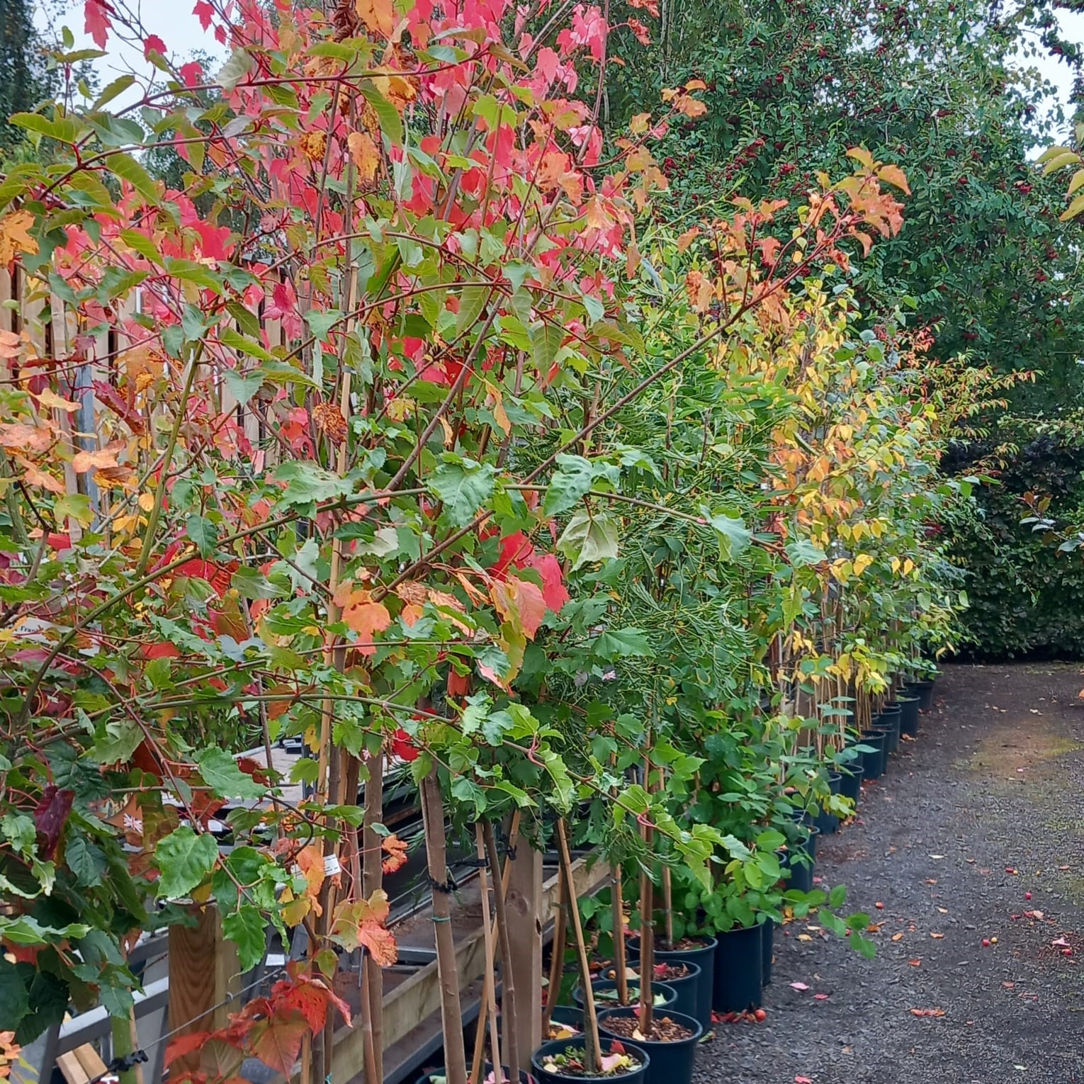 Fancy Trees Ornamental Trees in stock | Woodside Garden | Scottish Borders