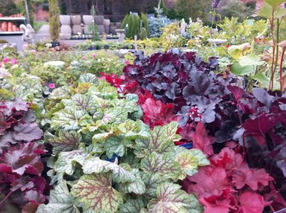 Heucharas look good in September