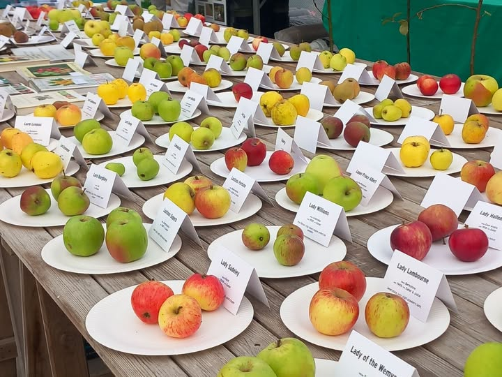 varieities of apples