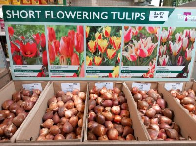 tulip bulbs for sale