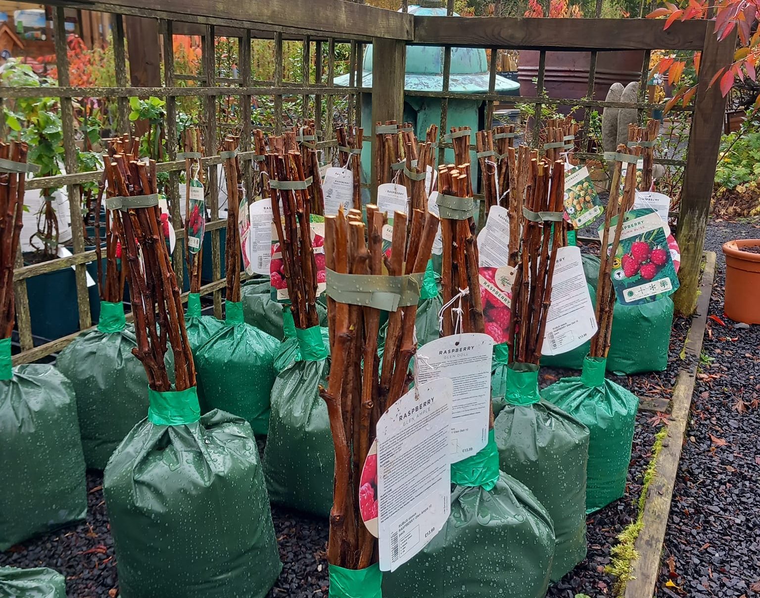 Raspberry Cane Clips Raspberry Canes in Stock | Woodside Garden | Scottish Borders