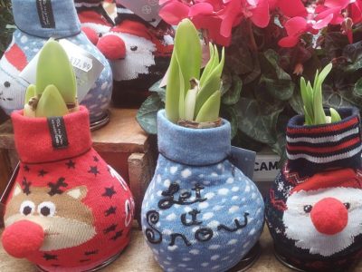 amaryllis in festive 'jumpers'