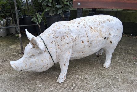 Cast Iron Pig