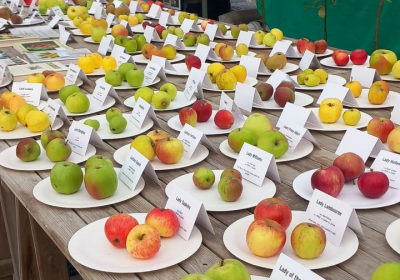 varieities of apples